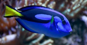 What kind of fish is Dory in Finding Nemo