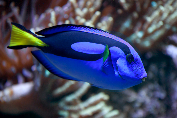 What kind of fish is Dory in Finding Nemo?