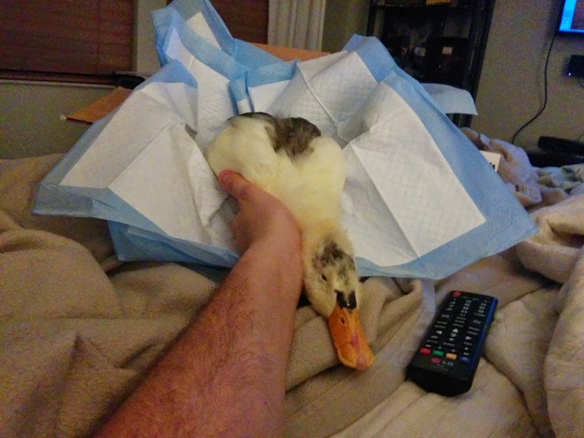 CRUELTY And KINDNESS Both Exists In Today’s World. This Duck’s Story Will Tell You All.
