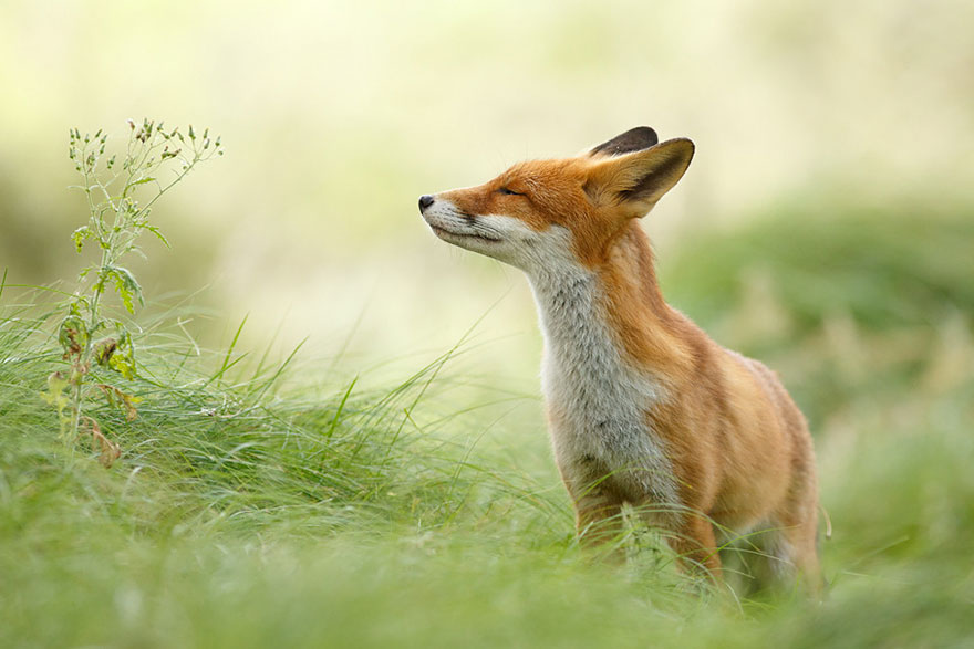 14095616913841 foxes roeselien raimond 22 Amazing Photoshoot Of Wild Fox Done By Roeselien Raimond!