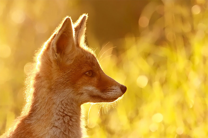 14095616913932 foxes roeselien raimond 6 Amazing Photoshoot Of Wild Fox Done By Roeselien Raimond!