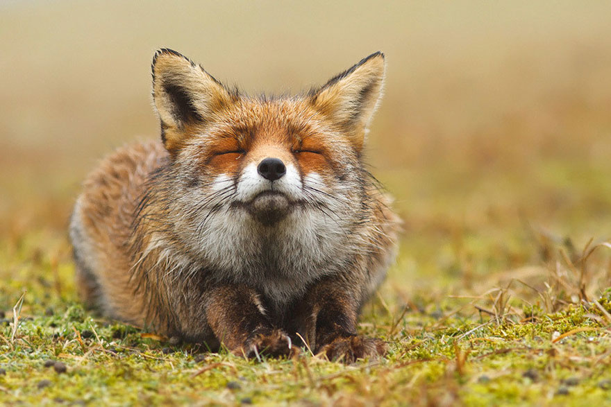 14095616927083 foxes roeselien raimond 1 Amazing Photoshoot Of Wild Fox Done By Roeselien Raimond!