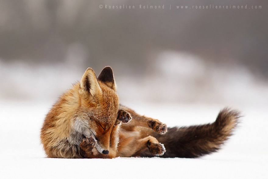 14095616937326 foxes roeselien raimond 24 Amazing Photoshoot Of Wild Fox Done By Roeselien Raimond!
