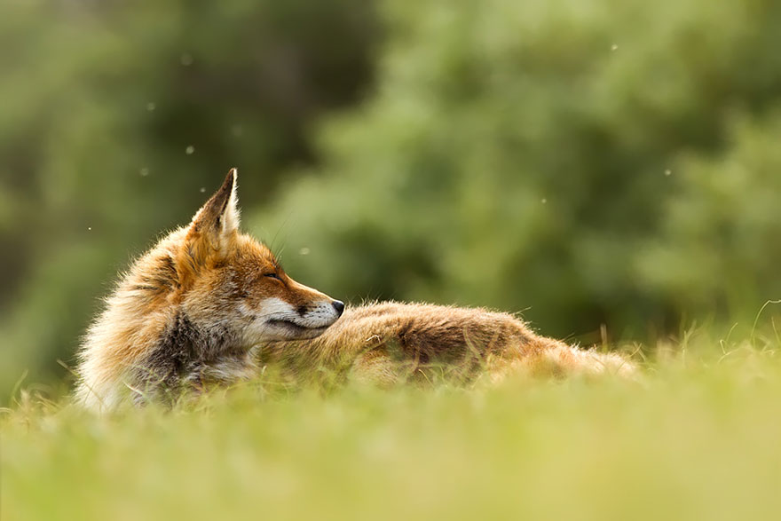 1409561693877 foxes roeselien raimond 26 Amazing Photoshoot Of Wild Fox Done By Roeselien Raimond!