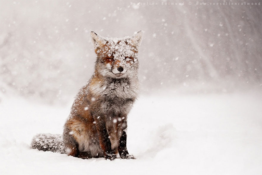 Amazing Photoshoot Of Wild Fox Done By Roeselien Raimond!