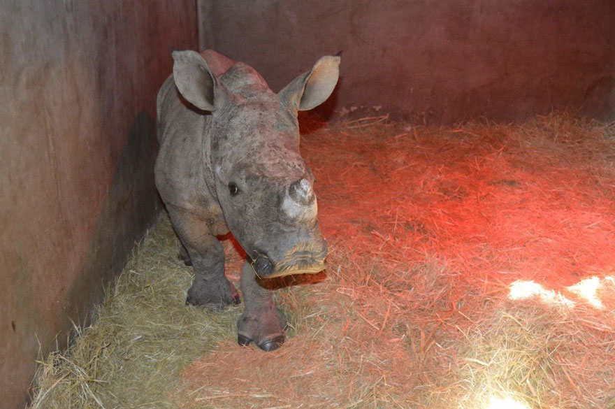 1409561781695 gertje baby rhino rescue hoedspruit endangered species centre 5 Baby Rhino Scared To Sleep Alone At Night After Losing Mother To Ruthless Poachers