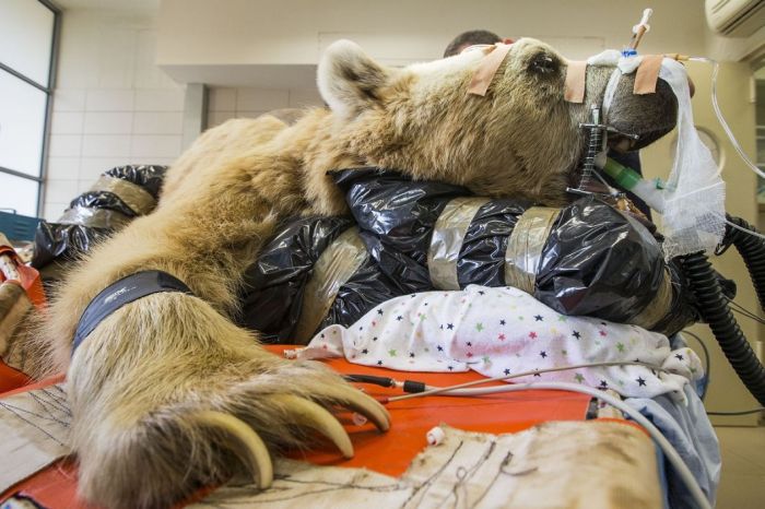 550 pound bear undergoes surgery. Check out these AMAZING pictures!