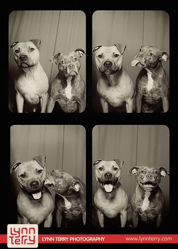 A Woman Put Dogs In A Photo Booth. What Happened Next Is The Cutest Thing Ever!