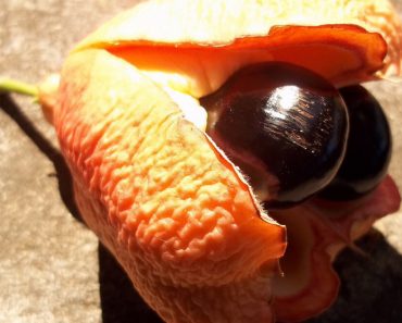 10 Unsuspecting Food You Never Would Have Thought To Be Deadly