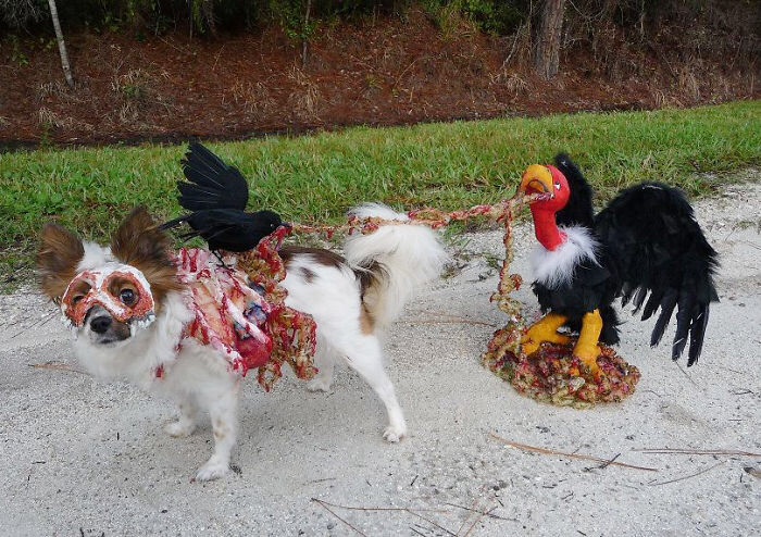 10 Scariest Halloween Costumes For Your Pets..#10 will haunt you in your dreams!