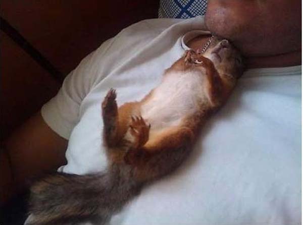 A Dying Squirrel Gets Help From a Kind Warrant Officer