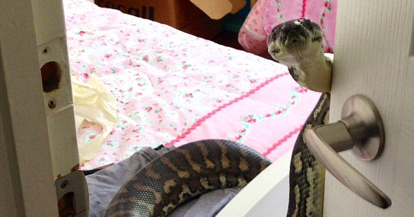 This Snake Surprise Is The Opposite Of What Anyone Would Want. Oh, My. NOPE.