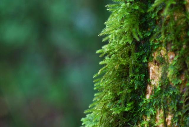 Can Moss Really Help You Tell Direction?