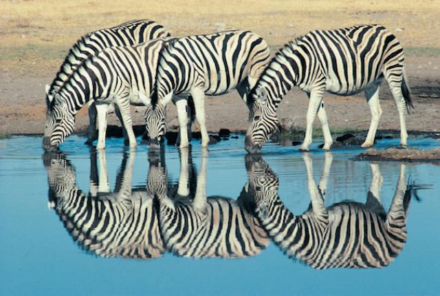 Why do zebras have stripes?