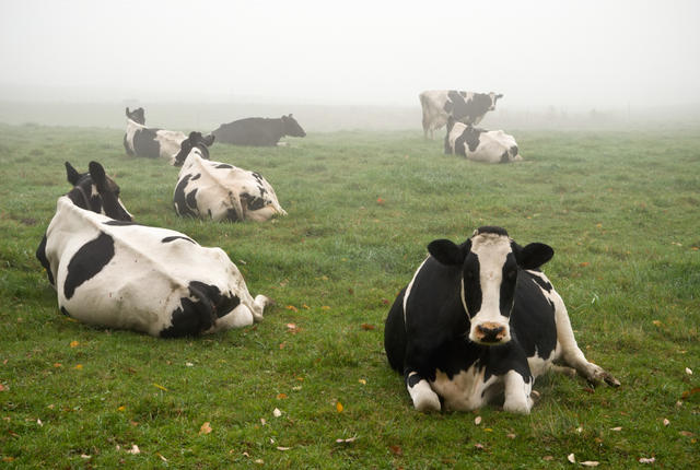 istock 000007735934 small Can Cows Tell When A Storm Is Coming?