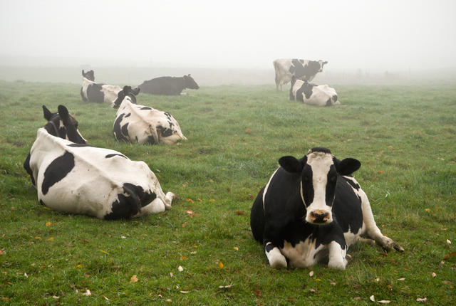 Can Cows Tell When A Storm Is Coming?