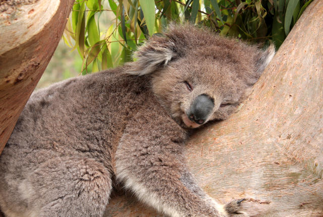 Why Are Koalas Always Hugging Tree Trunks?