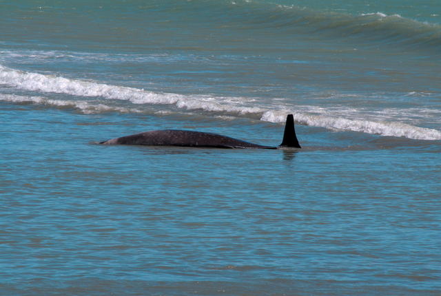 Do Dead Whales Always Explode?