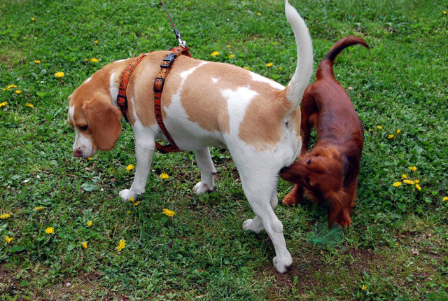 Why Do Dogs Love To Smell Each Other’s Butts?
