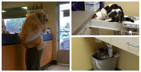 24 Pets Who Will Do Anything To Get Out Of A Vet Visit