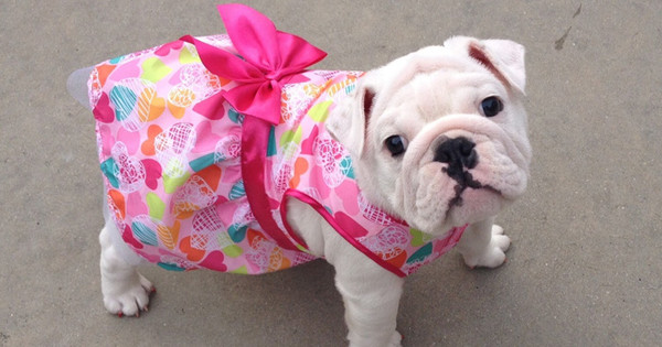 These 28 Pets Are Totally Killing It In The Latest Spring Fashion Trends