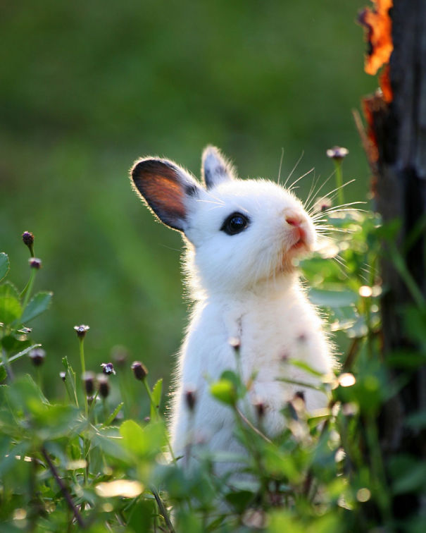 20 Photos of Adorable Bunnies that would make you want one