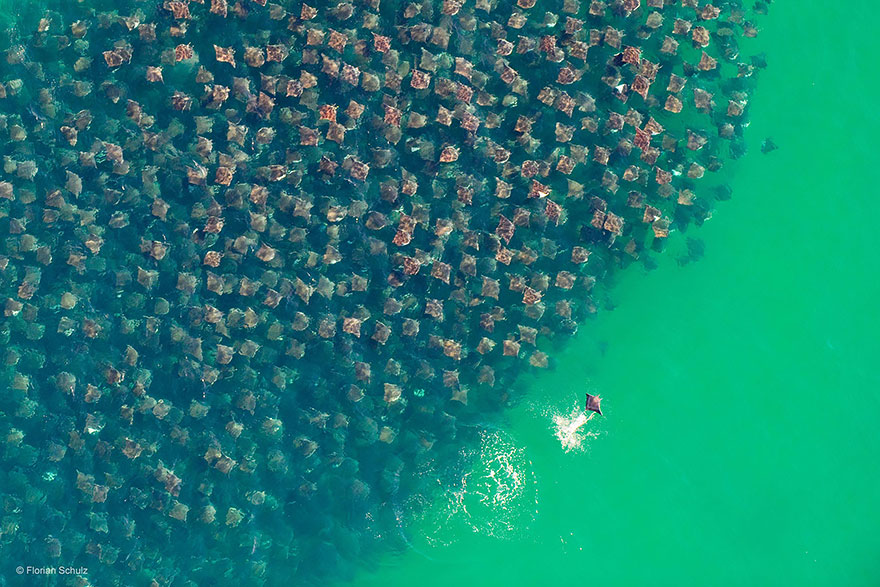 Top 20 Amazing Animal Migration Photos