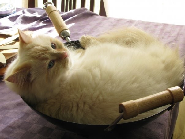 These 20 Adorable Cats Don’t Seem To Know Where To Sleep