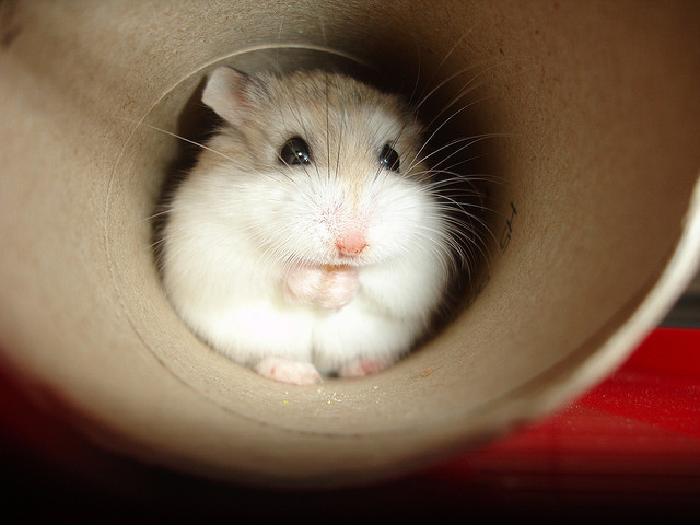 These 20 Super Cute Hamsters Will Make You Rush To The Pet Store In A Jiffy