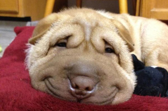 Top 20  Happiest Dogs Showing Their Best Smiles