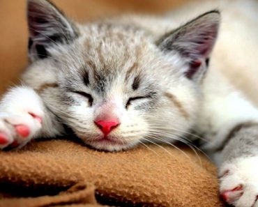 Why and how do cats purr?