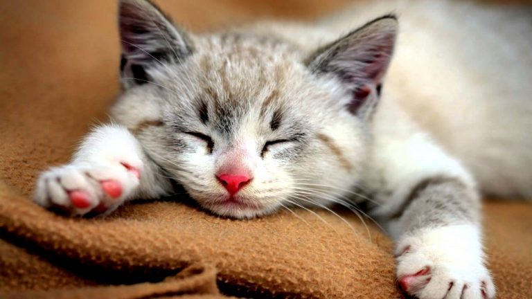 Why and how do cats purr?