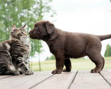 Why do dogs eat cat poop?