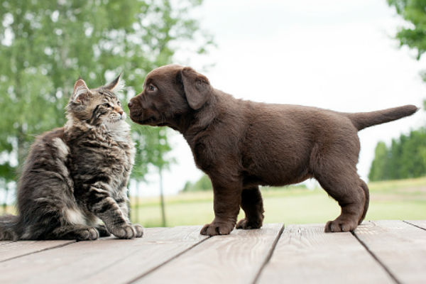Why do dogs eat cat poop?