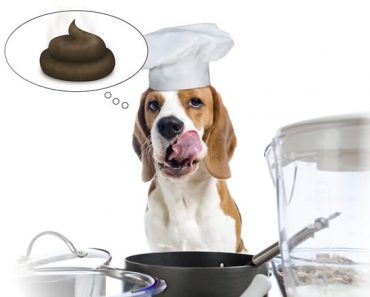 Why do dogs eat poop