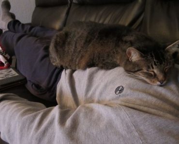 Why does my cat sleep on my chest?
