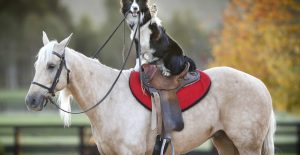 Are dogs smarter than horses
