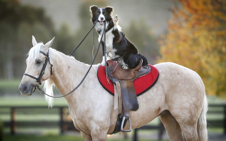 Are dogs smarter than horses?