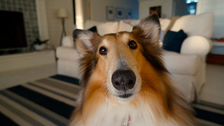 Are dogs smarter than humans?