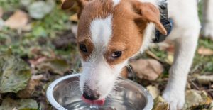How do dogs drink water