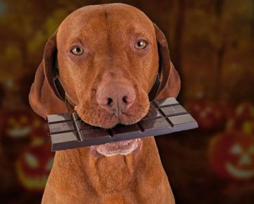 How much chocolate will kill a dog How much can it eat