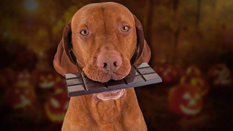 Why is chocolate bad for dogs and How much of it will kill a dog?