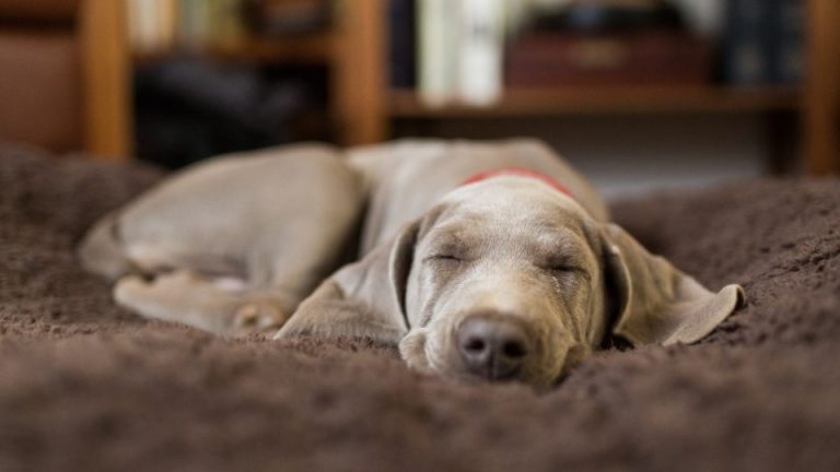 Do dogs dream about their owners?