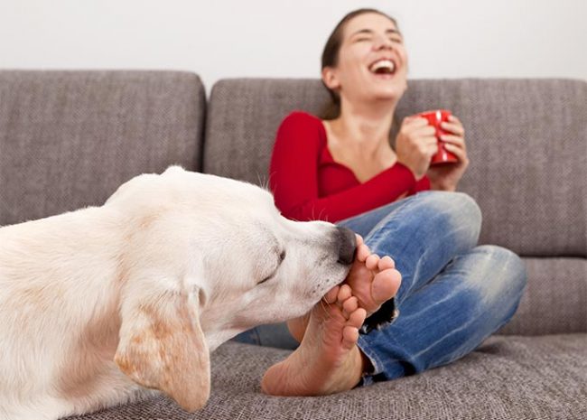 What does it mean when a dog licks its legs