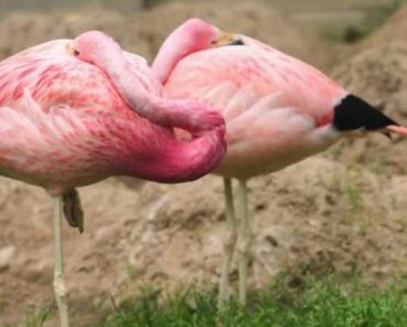 Which animals sleep standing up
