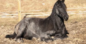 Why do horses lie down Horses lying down explained