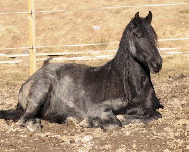 Why do horses lie down Horses lying down explained