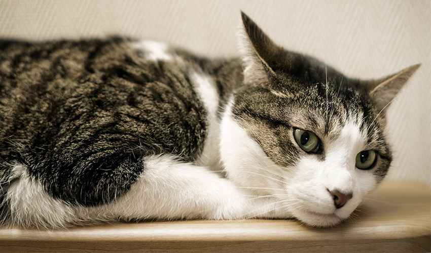 Why does my cat lick my earlobe? LogicGoat