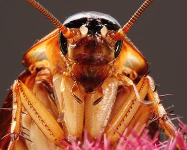 Can cockroaches kill you