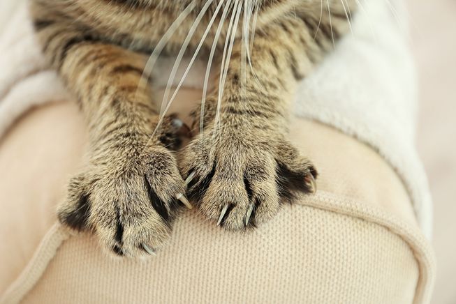 Why do cats knead blankets?